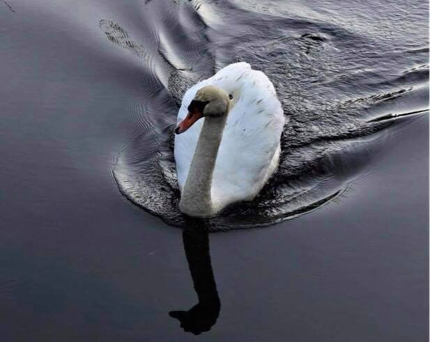 mute swan